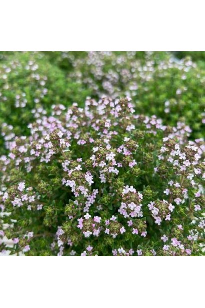 Чебрець звичайний `Fredo` з дрібними бузковими квітами